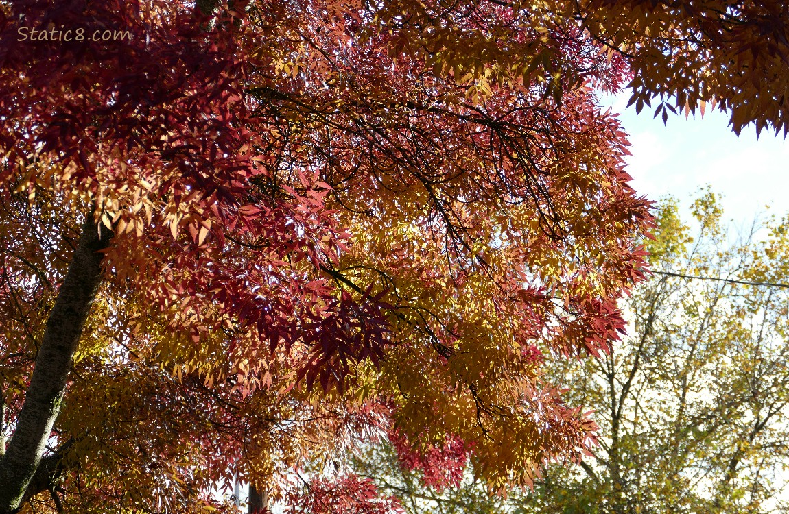 Autumn trees