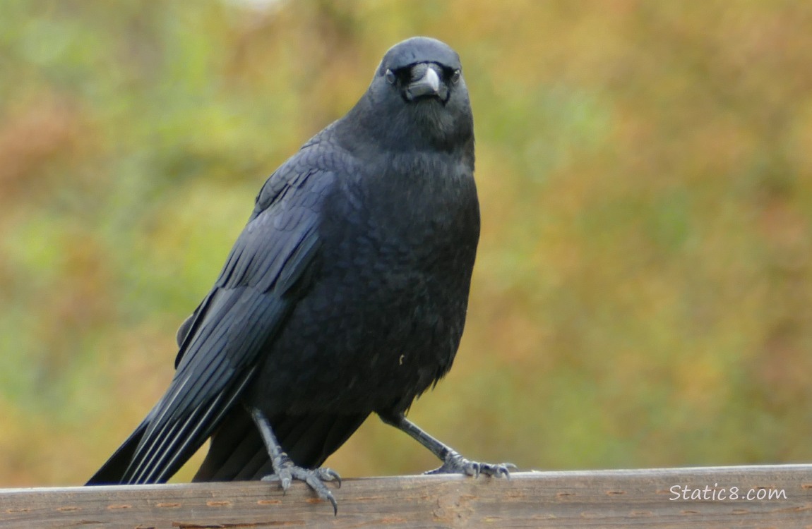 Crow standing on a wood fence