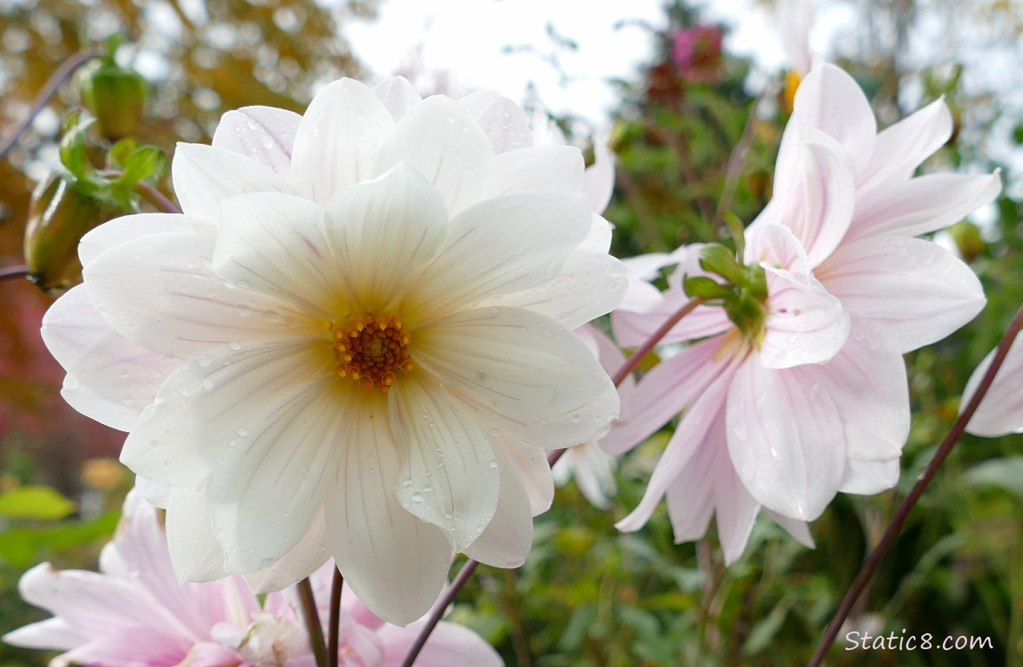 Pale pink Dahlia blooms