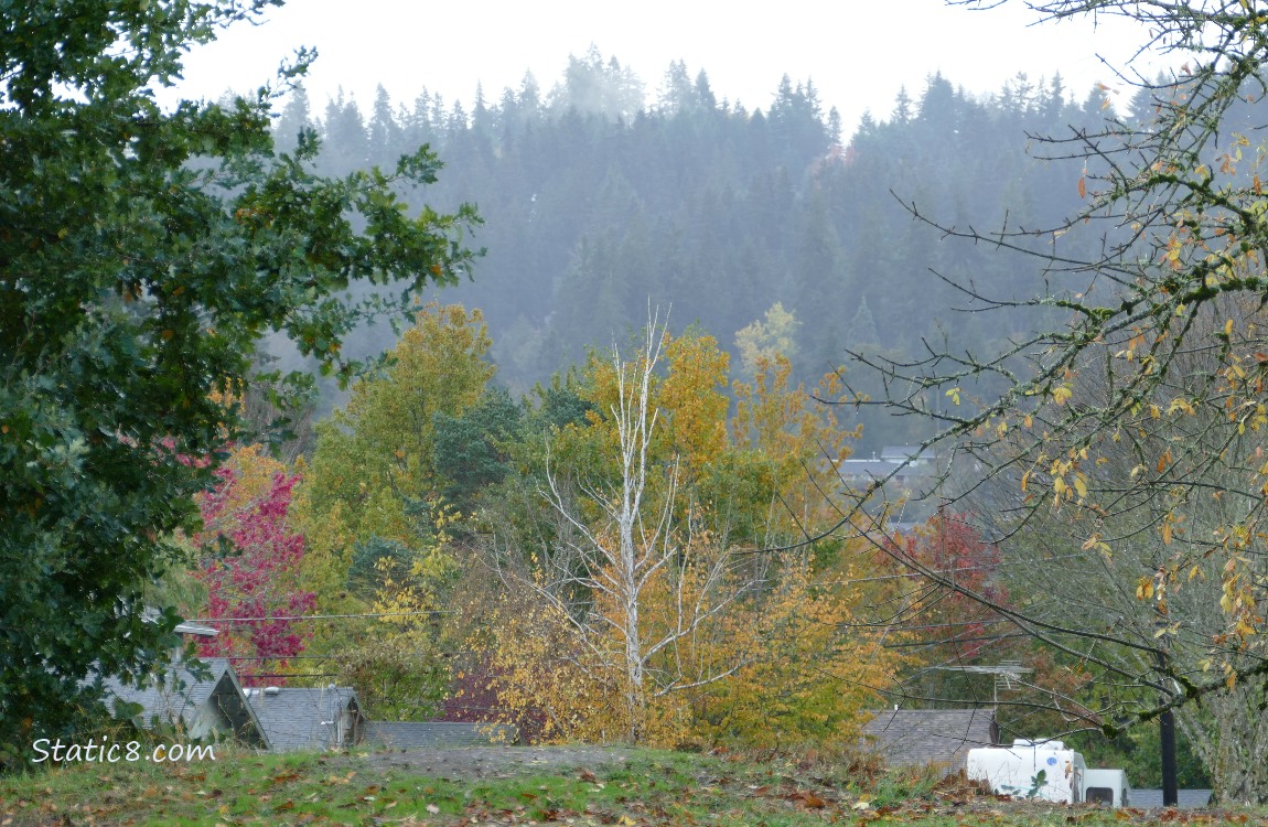 trees on the hill