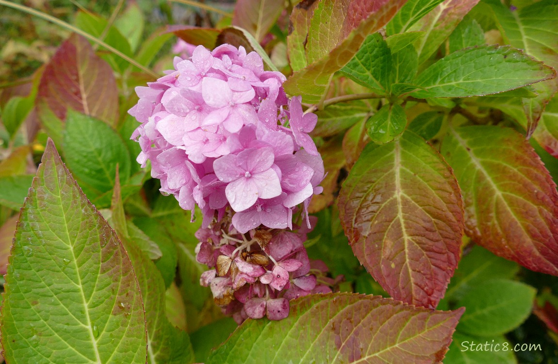 Pink Hydrangea blooms