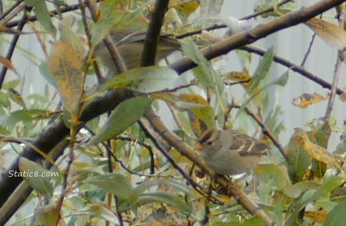 Sparrow in a willow tree