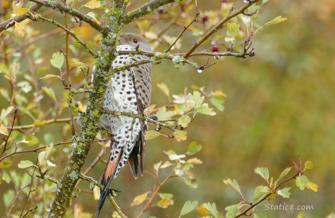 Flicker standing on the side of a branch