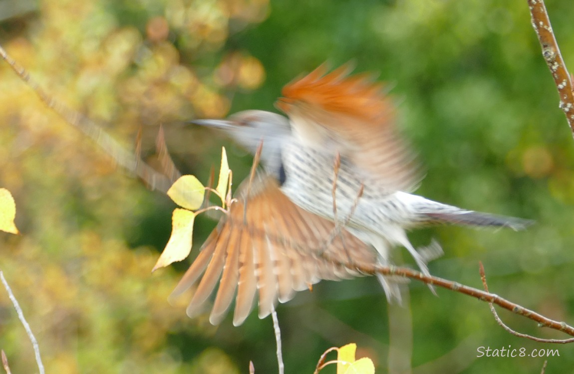 Flicker flies from the twig