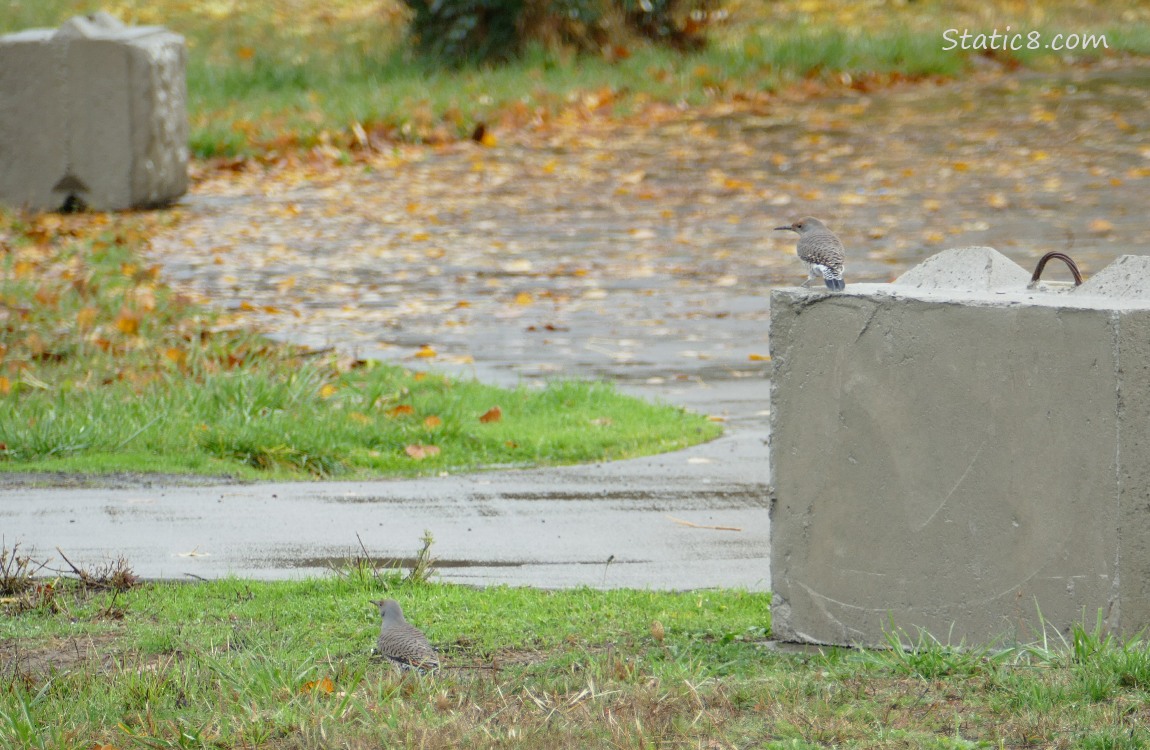 Northern Flickers