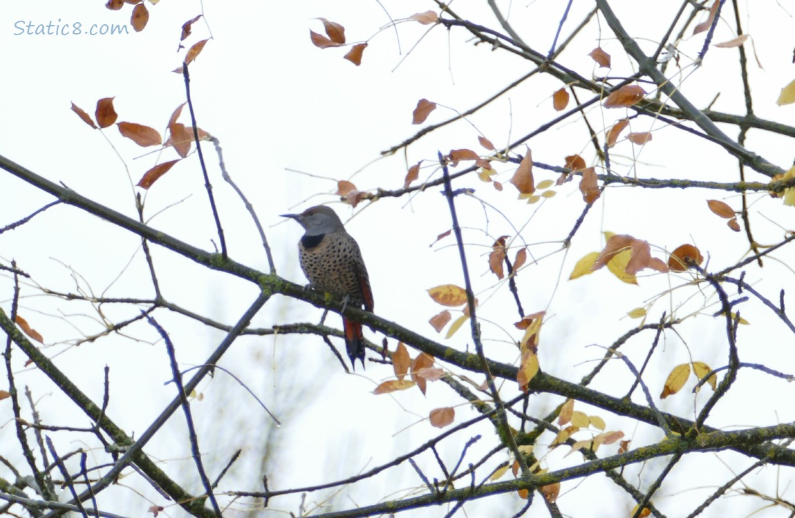 Flicker in a tree