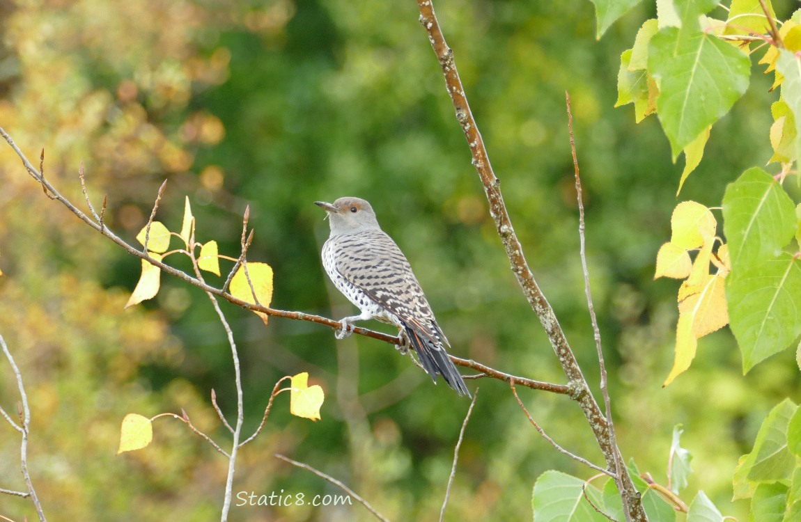 Flicker standing on a twig