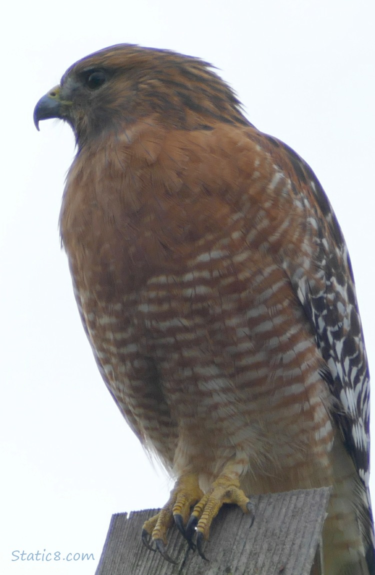 Red Shoulder Hawk