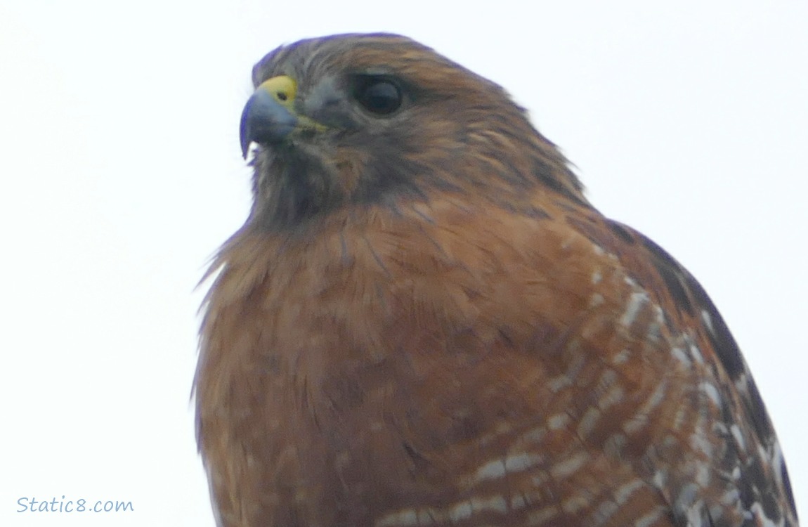 Close up of a Red Shoulder Hawk