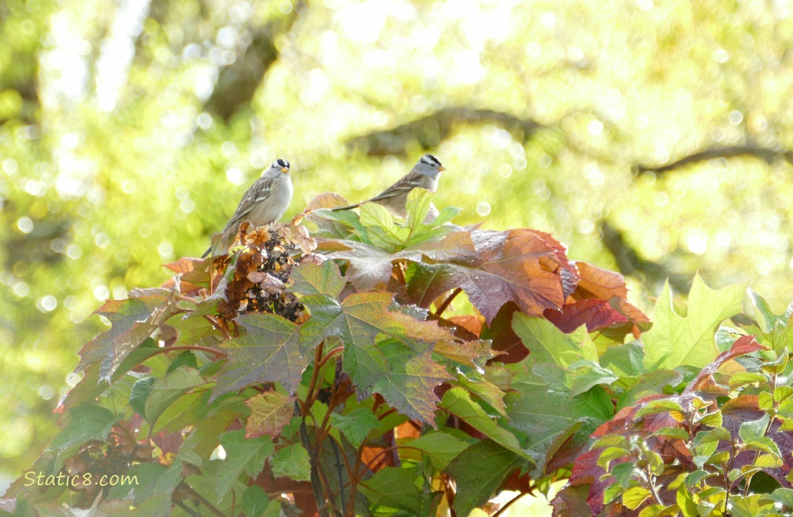 White Crown Sparrows