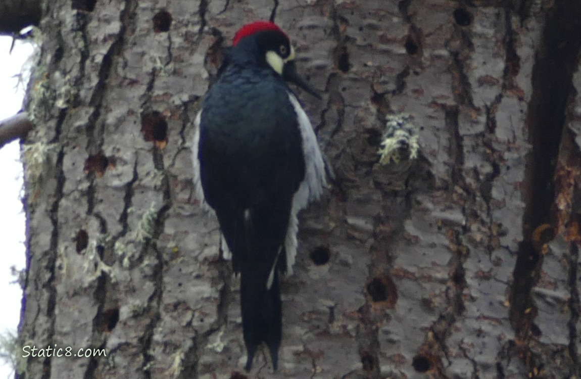 Acorn Woodpecker standing on the side of a holey tree trunk