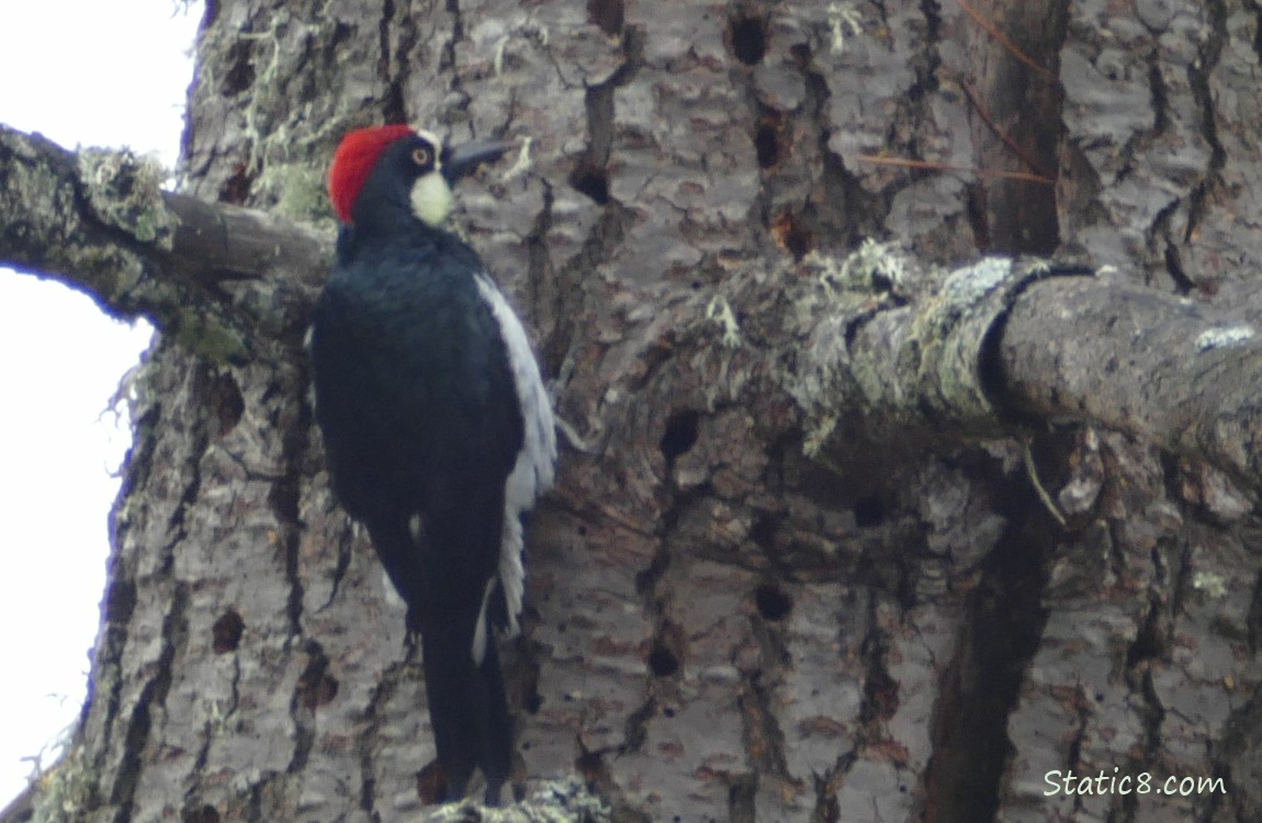 Acorn Woodpecker standing on the side of a holey tree trunk