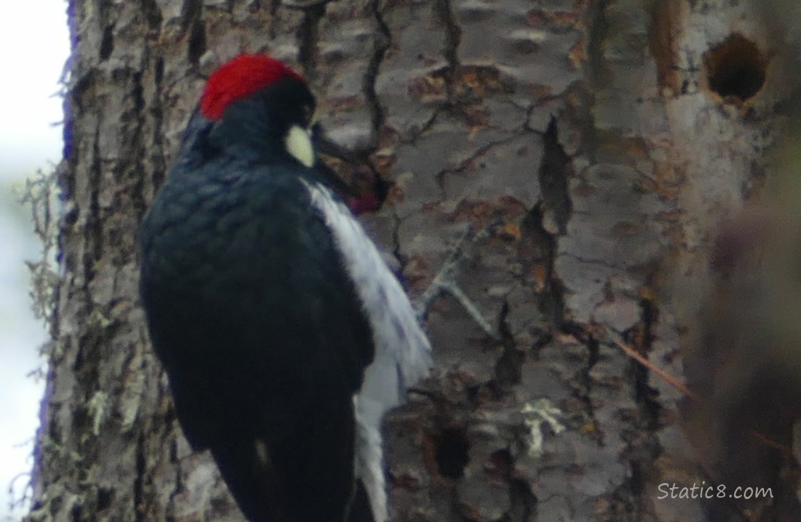 Acorn Woodpecker checking a nut in a hole in the tree