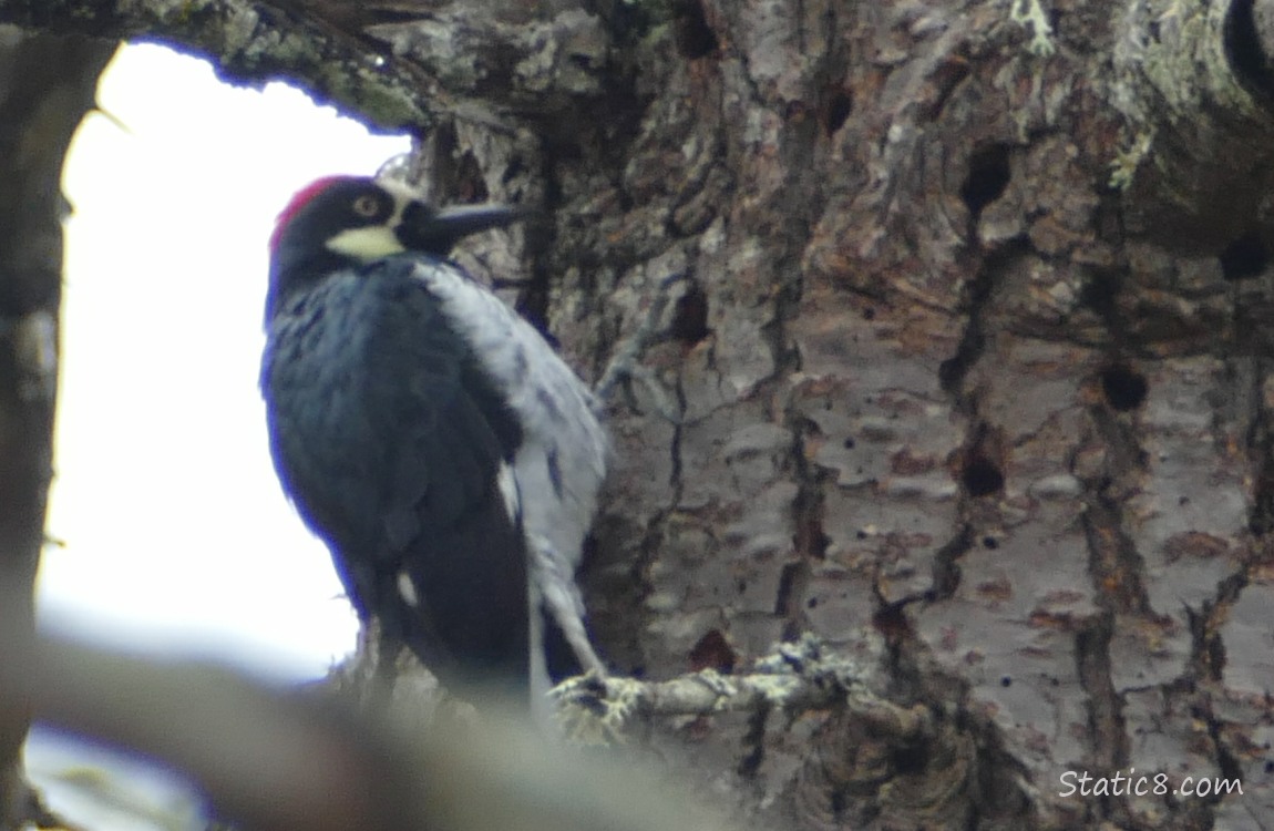 Acorn Woodpecker standing on the side of a holey tree