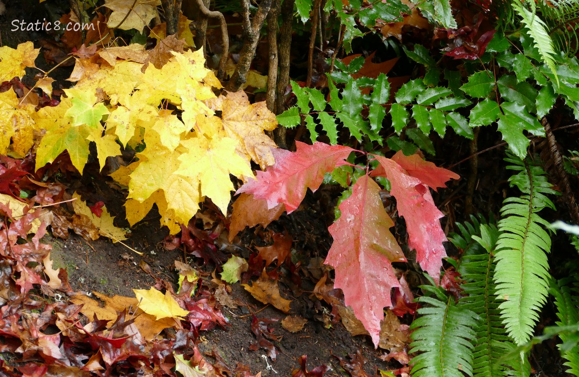 Autumn leaves with Oregone Grape and a fern