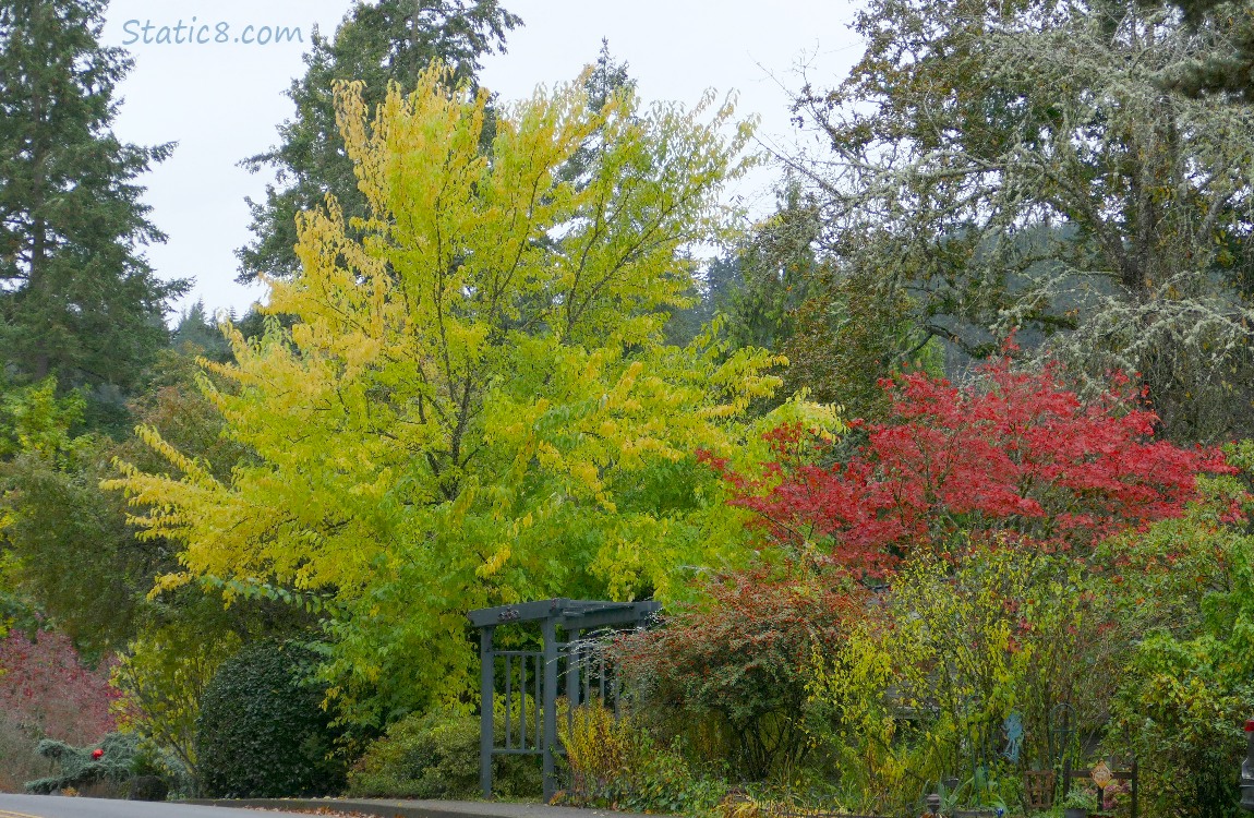 Autumn trees