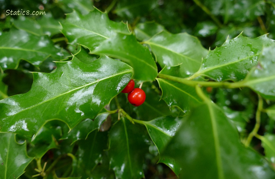 Red berries on an English Holly bush