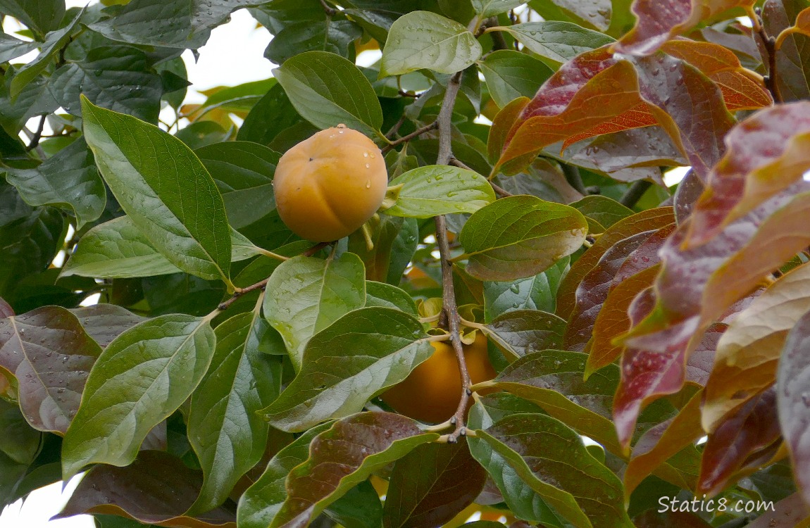 Ripening Persimmons on the tree