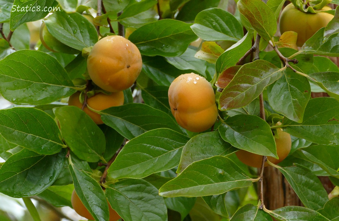 Ripening Persimmons on the tree