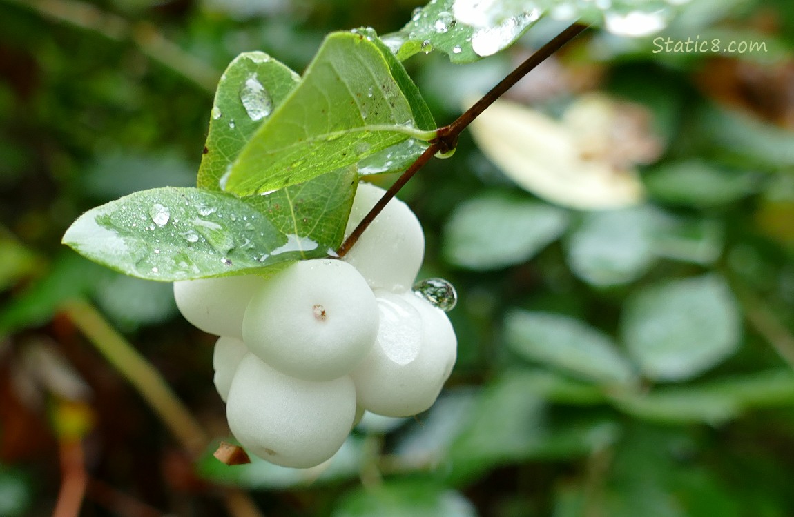 close up of Snowberries