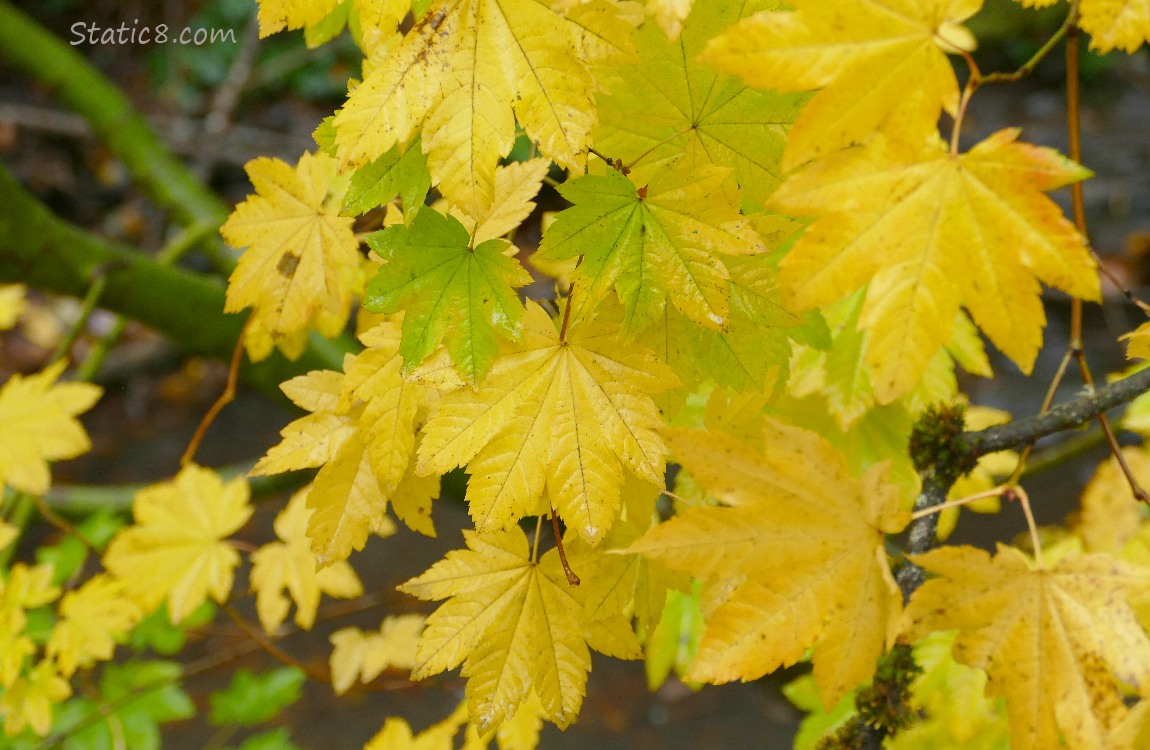 Autumn yellow Vine Maple leaves