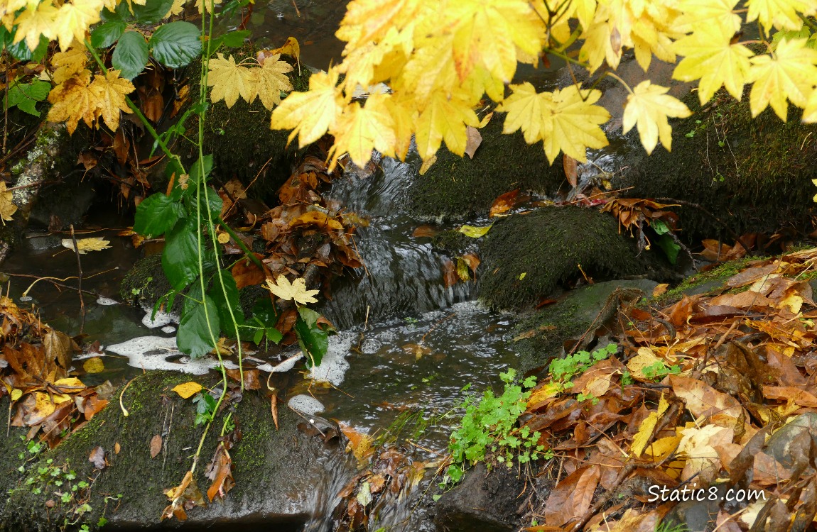 waterfall coming out under autumn yellow leaves of vine maple