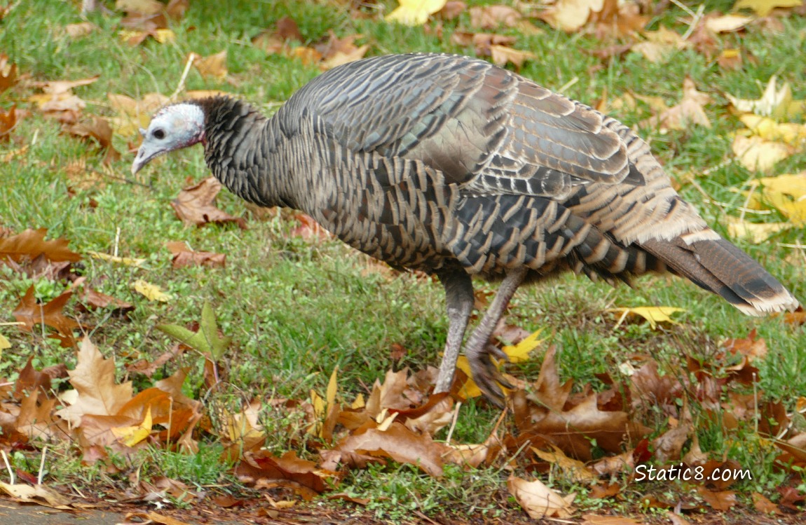 Wild Turkeys walking in the grass