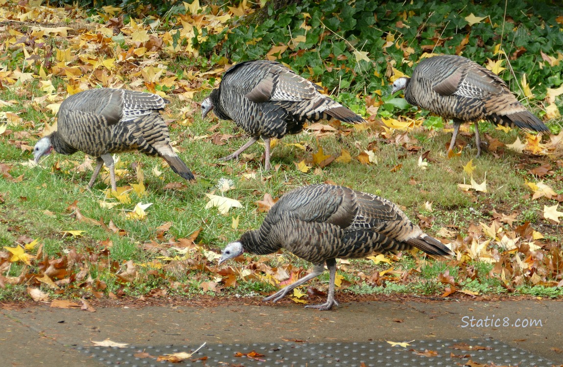 Wild Turkeys walking in the grass