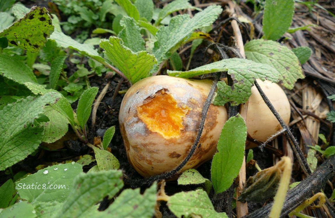 Butternut squash on the ground with a mouse munched hole