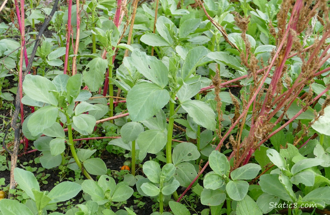 Favas growing in the garden