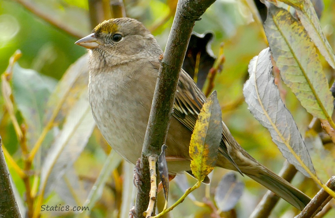 Golden Crown Sparrow