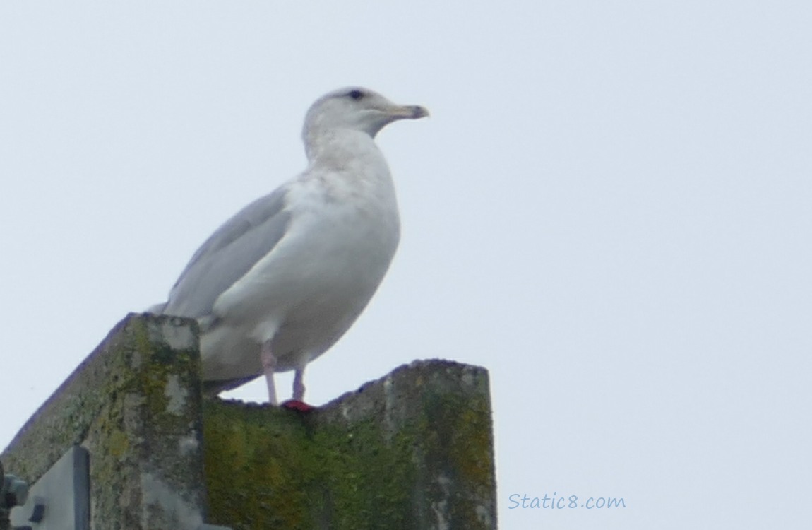 Sea Gull standing on a pylon