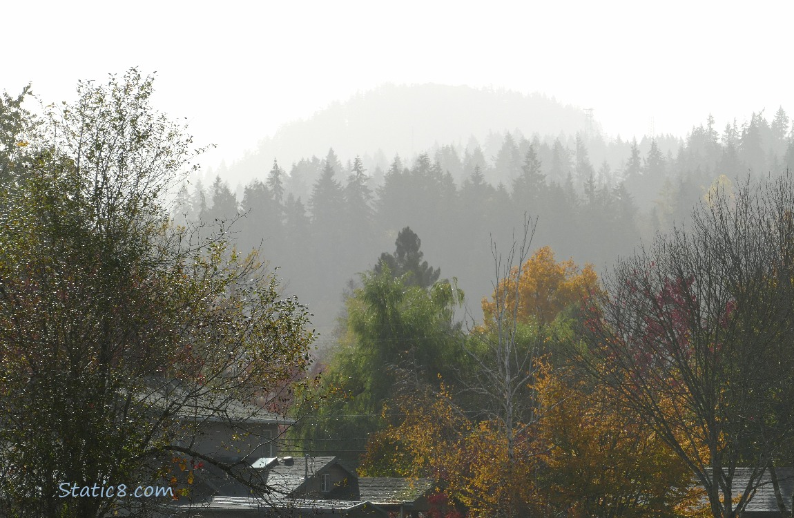 Trees on the hill