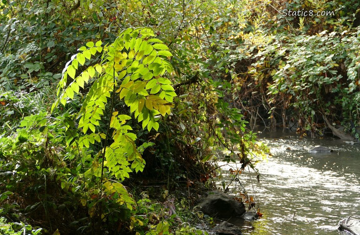 Ash sapling in the light