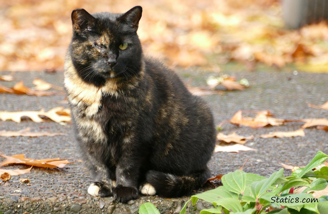 Black tortishell cat sitting on the sidewalk