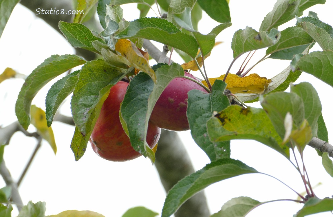 Red Apples ripening on the tree