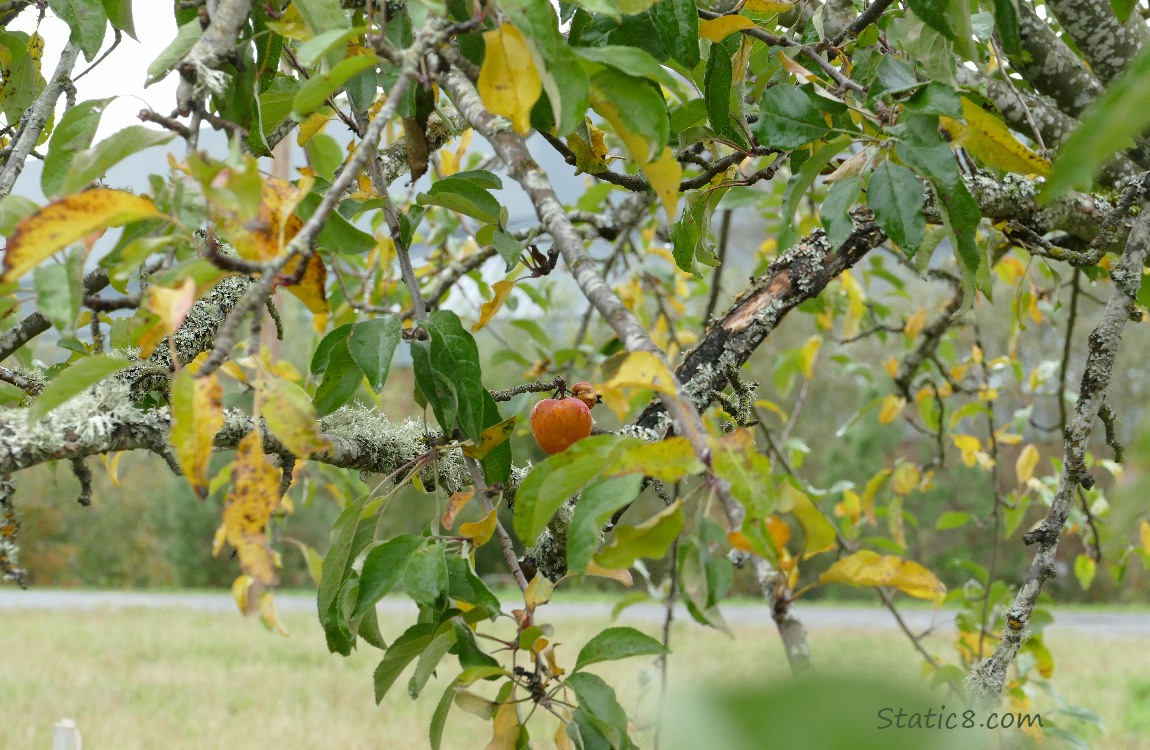 An apple on a tree