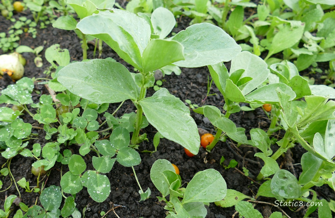 Fava seedling growing with some clover