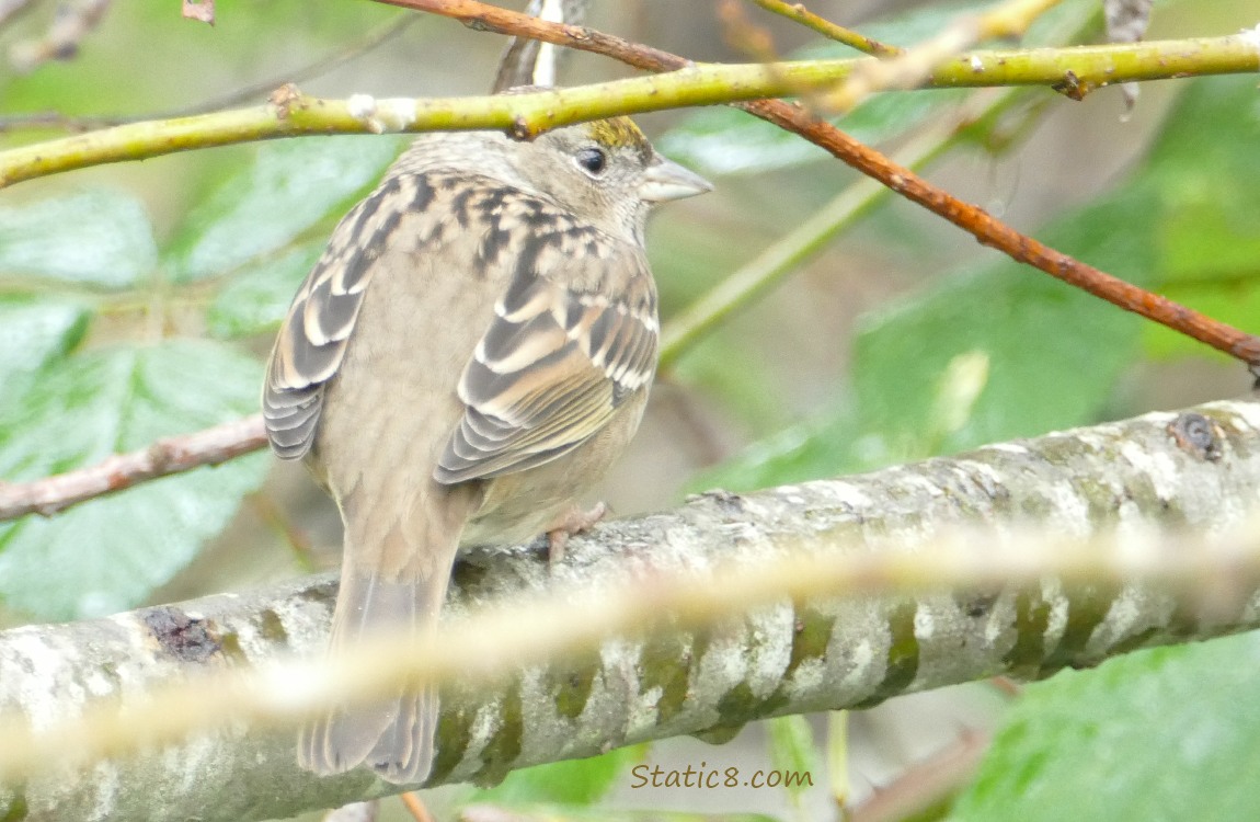 Golden Crown Sparrow standing on a tree branch