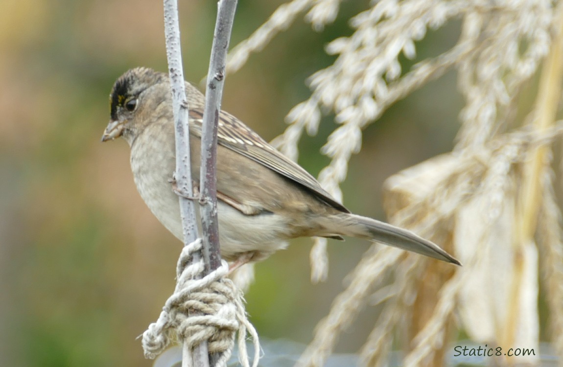 Golden Crown Sparrow standing on a branch trellis