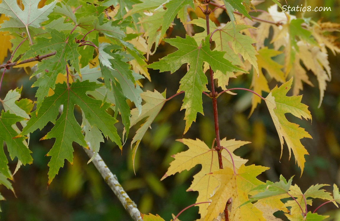 Green and yellow maple leaves hanging on the tree