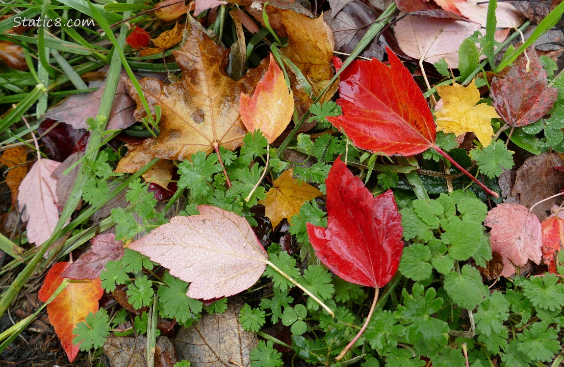 Fallen autumn leaves on the ground with green weeds