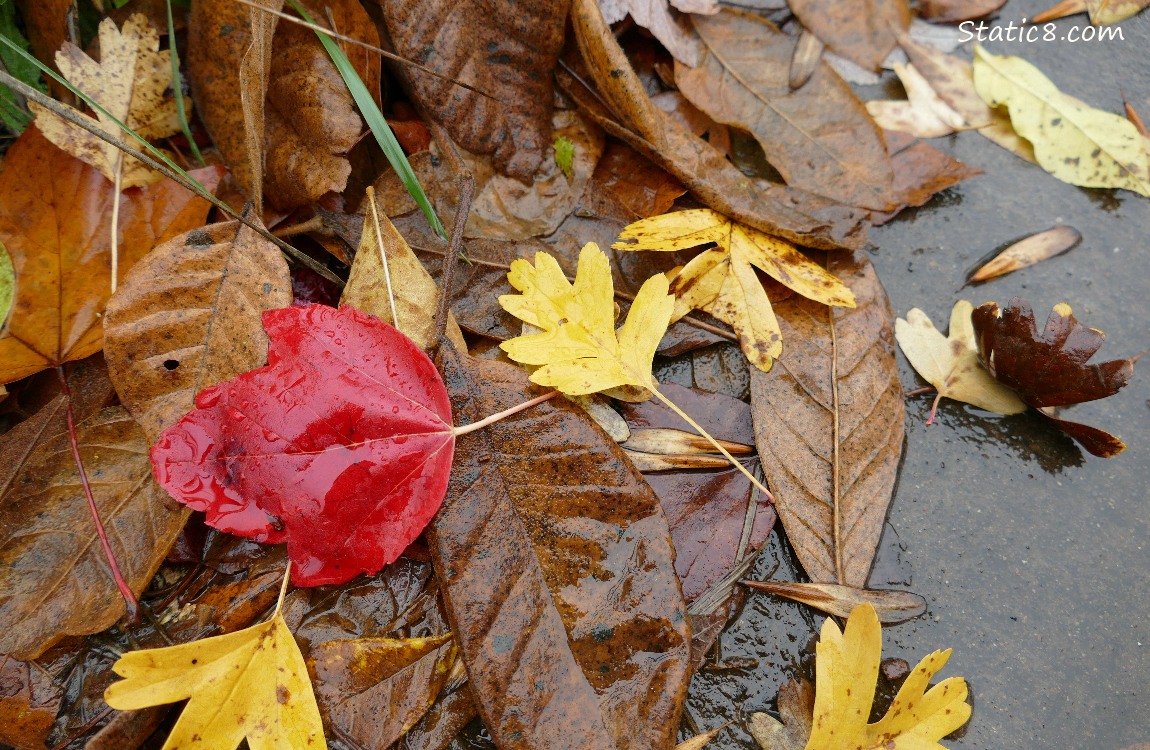 Fallen autunm leaves on the ground