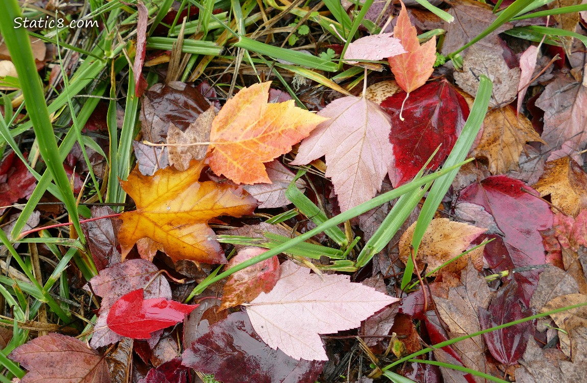 Fallen autumn leaves on the ground