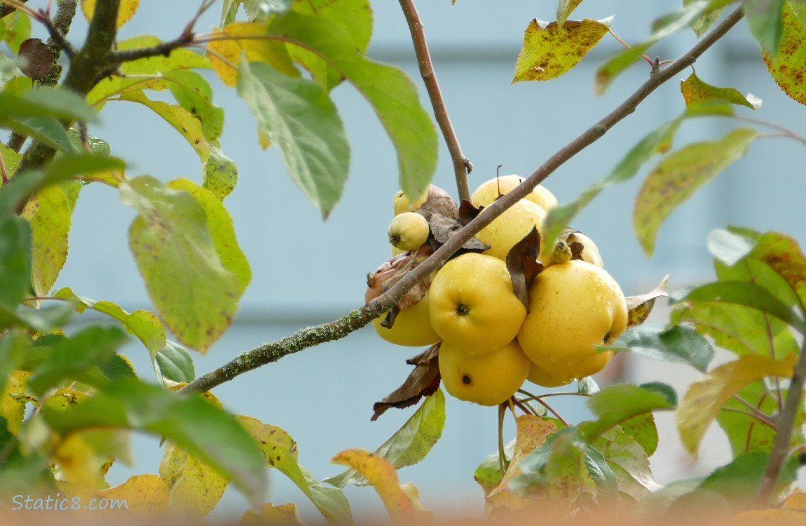 Yellow apples ripening on the tree