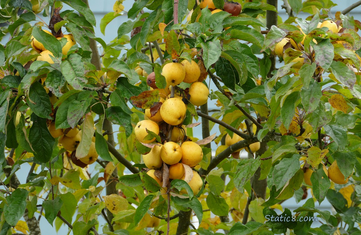 Yellow apples ripening on the tree