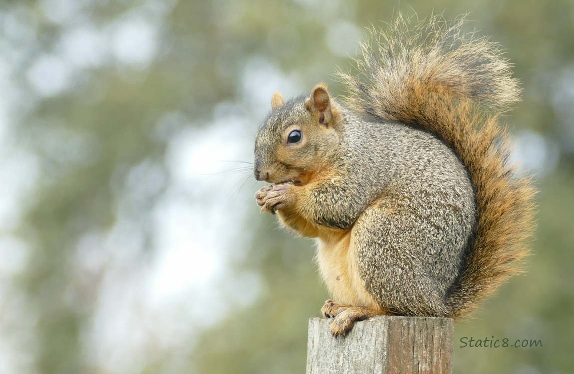 Squirrel sitting on a wood post, munching on a nut