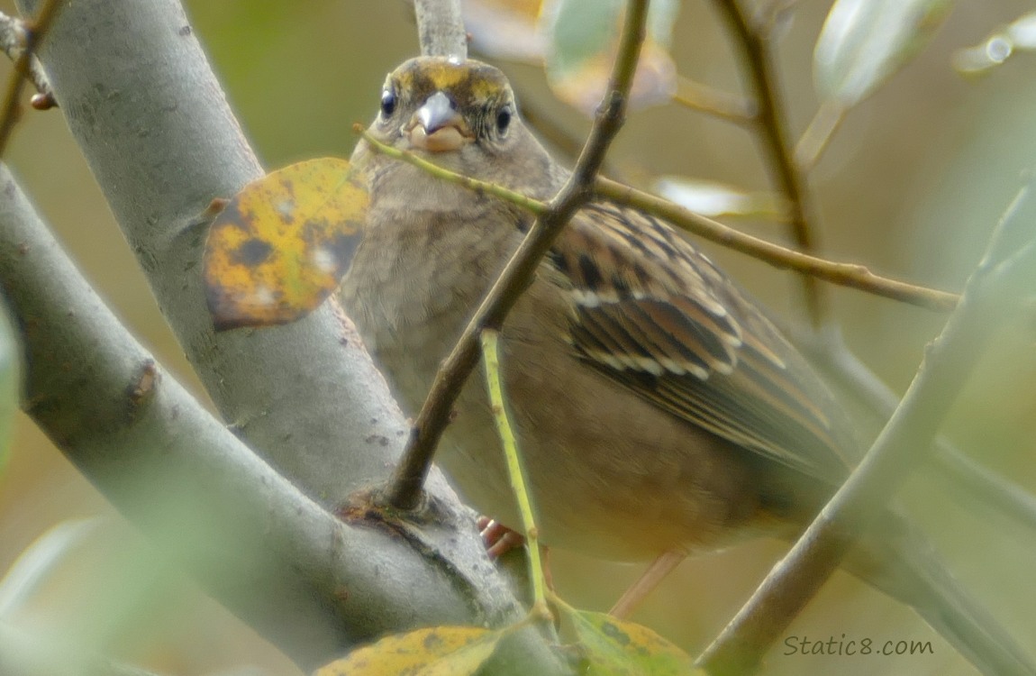 Golden Crown Sparrow standing behind twigs in a tree