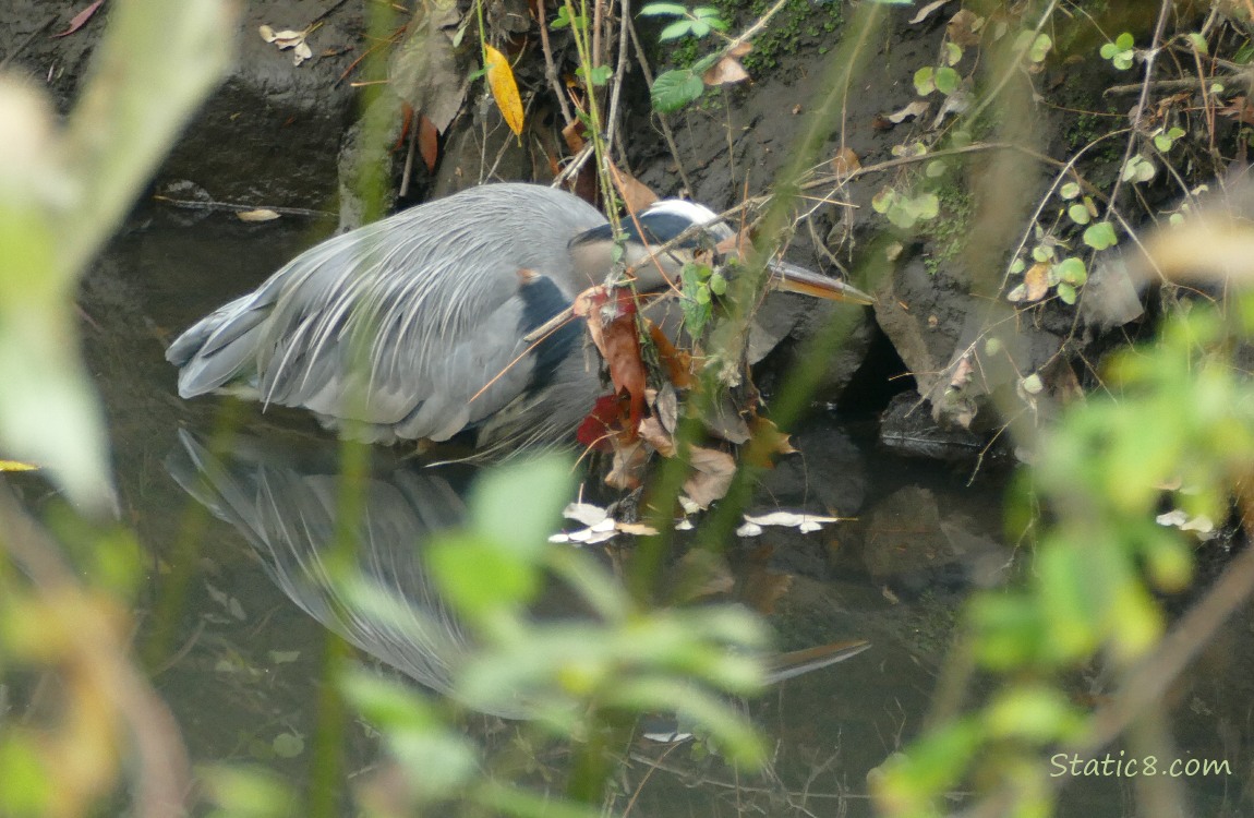 Great Blue Heron hunting in the creek