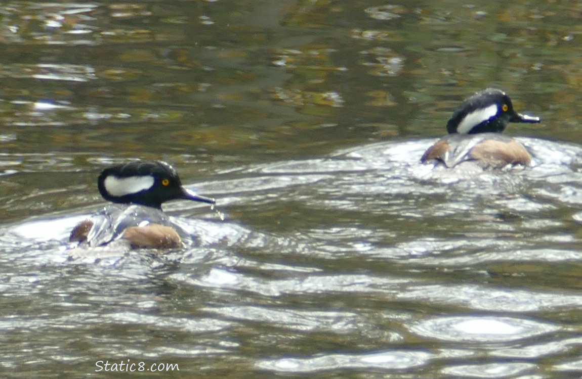 Two male Hooded Mergansers paddling on the water